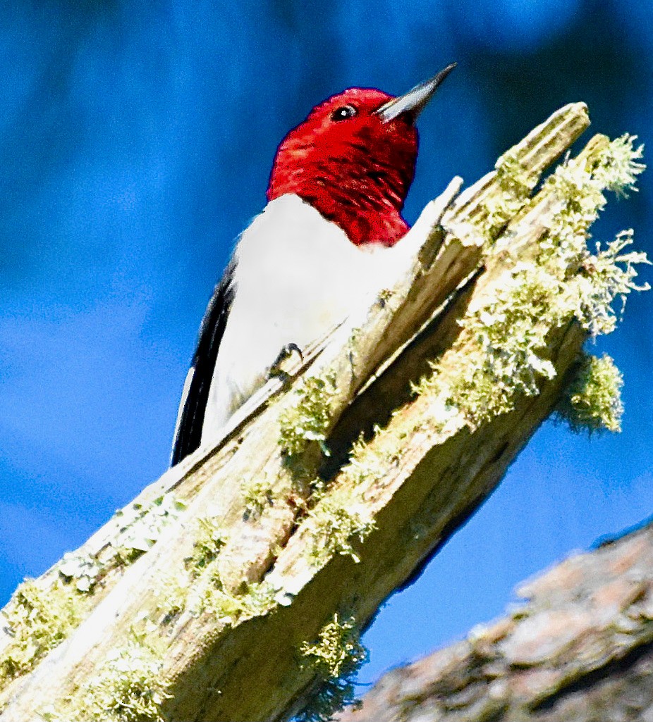 Red-headed Woodpecker - ML620387388