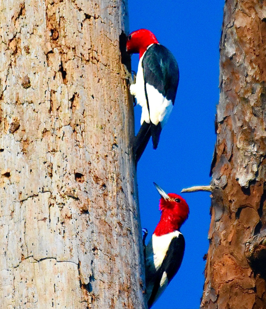 Red-headed Woodpecker - ML620387389