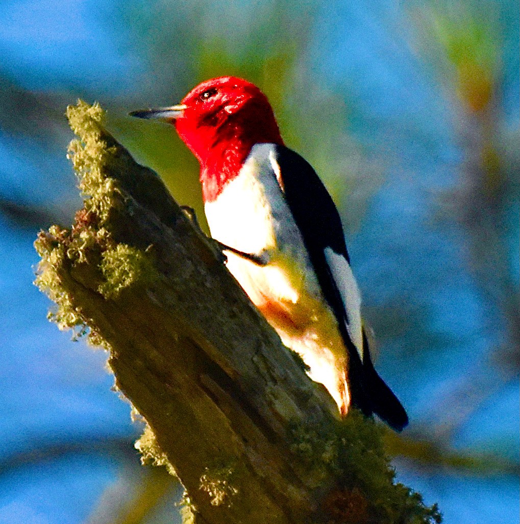 Red-headed Woodpecker - ML620387390