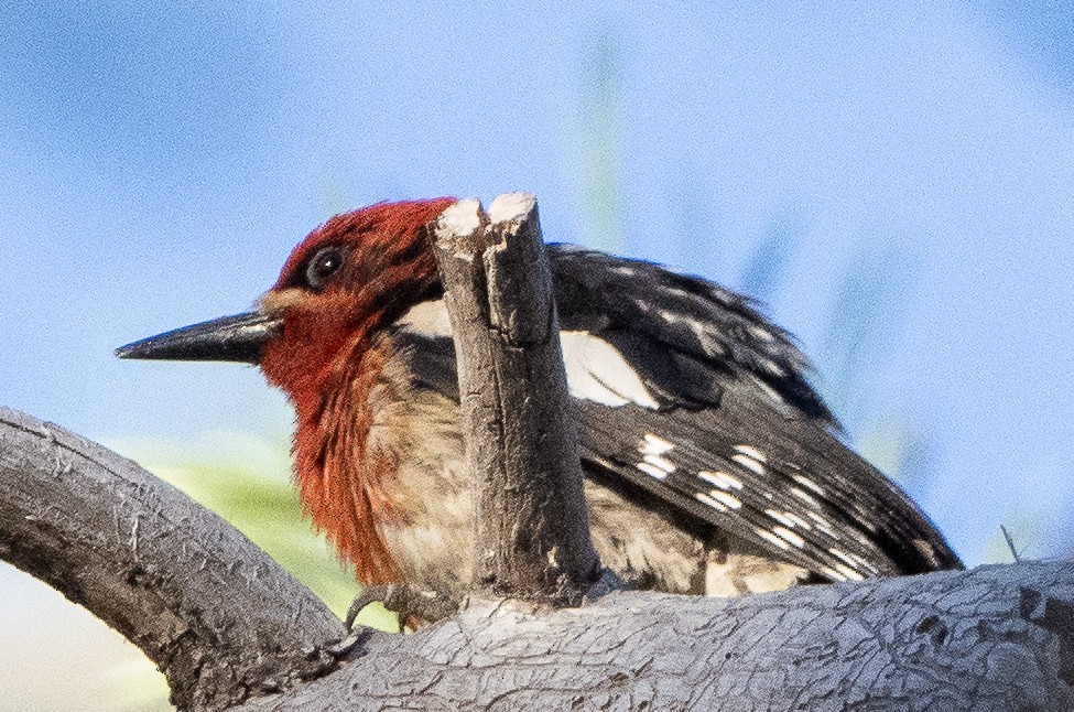 Red-breasted Sapsucker - ML620387395