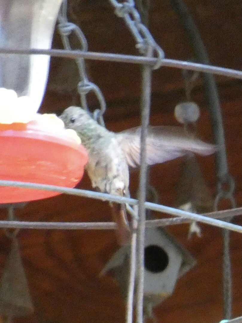 Berylline Hummingbird - ML620387397