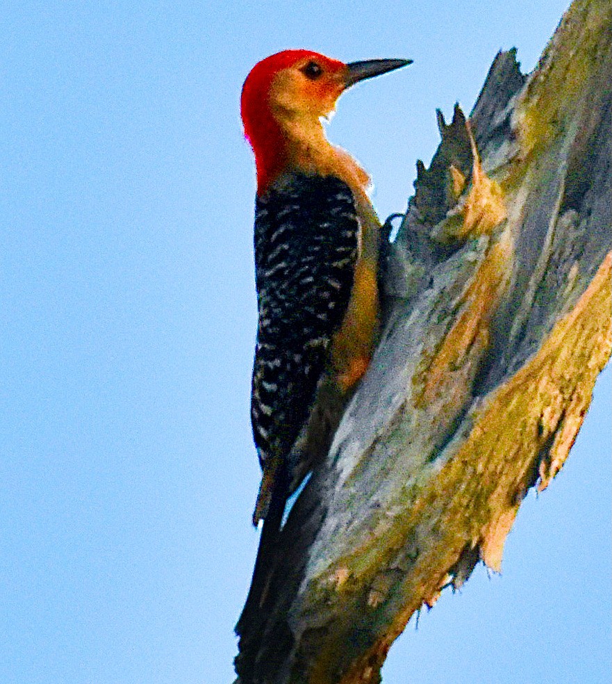 Red-bellied Woodpecker - ML620387399