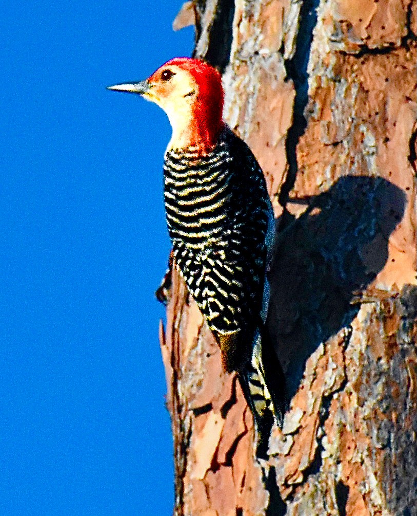 Red-bellied Woodpecker - ML620387400