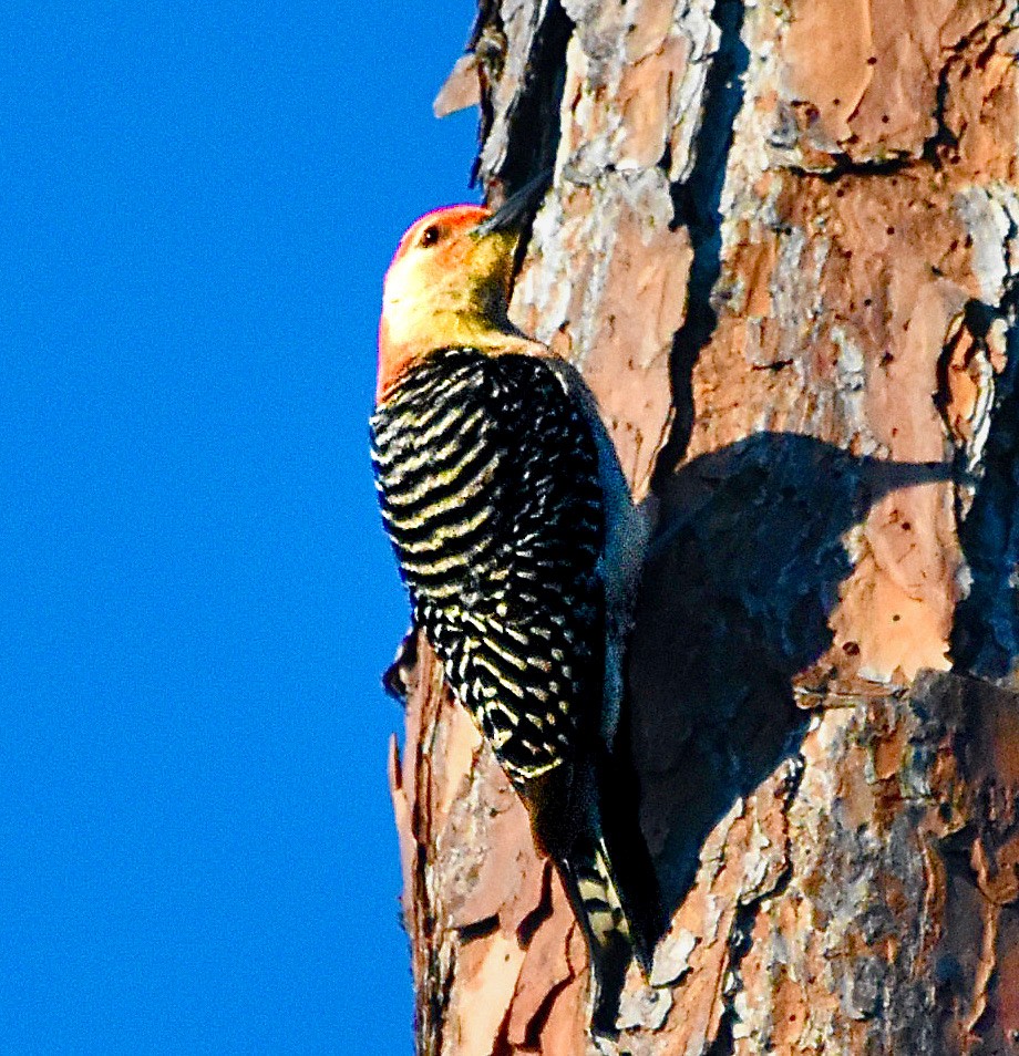 Red-bellied Woodpecker - ML620387401