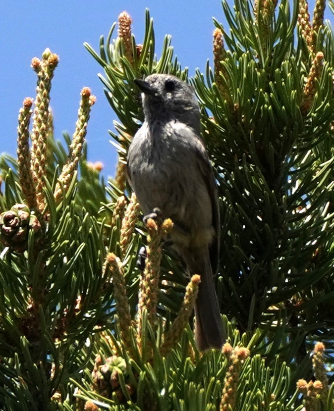 Juniper Titmouse - ML620387404