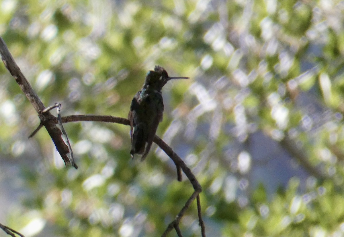 Rivoli's Hummingbird - ML620387421