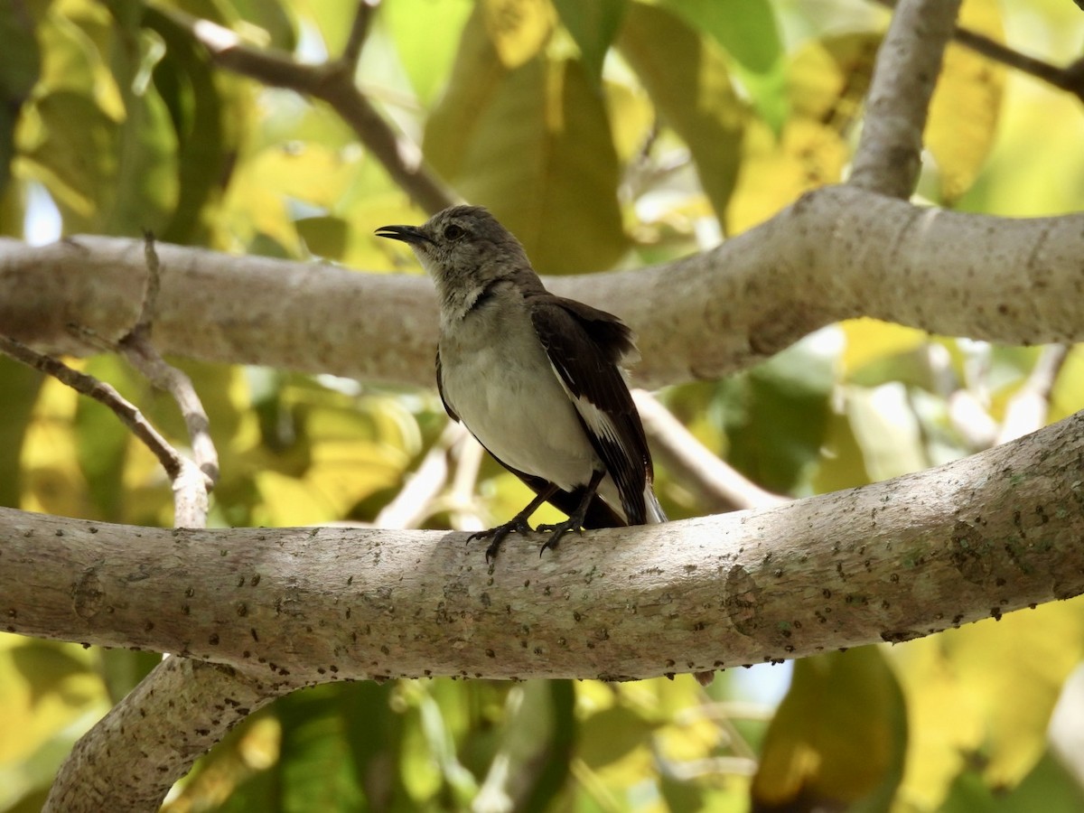 Northern Mockingbird - ML620387425