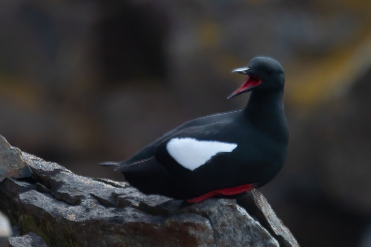 Black Guillemot - ML620387428