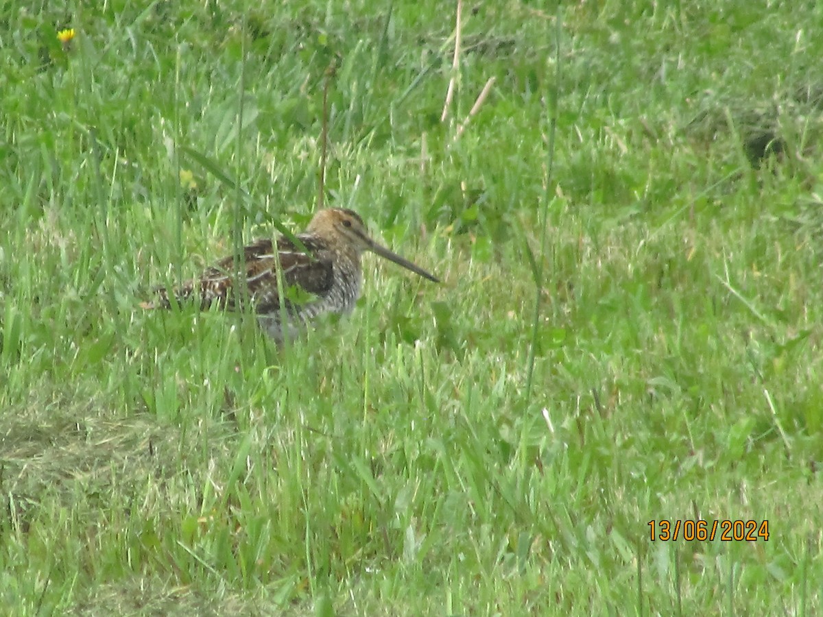 Wilson's Snipe - ML620387432