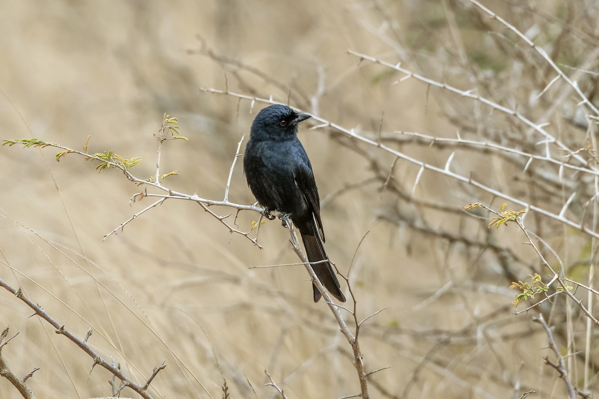 Fork-tailed Drongo - ML620387440