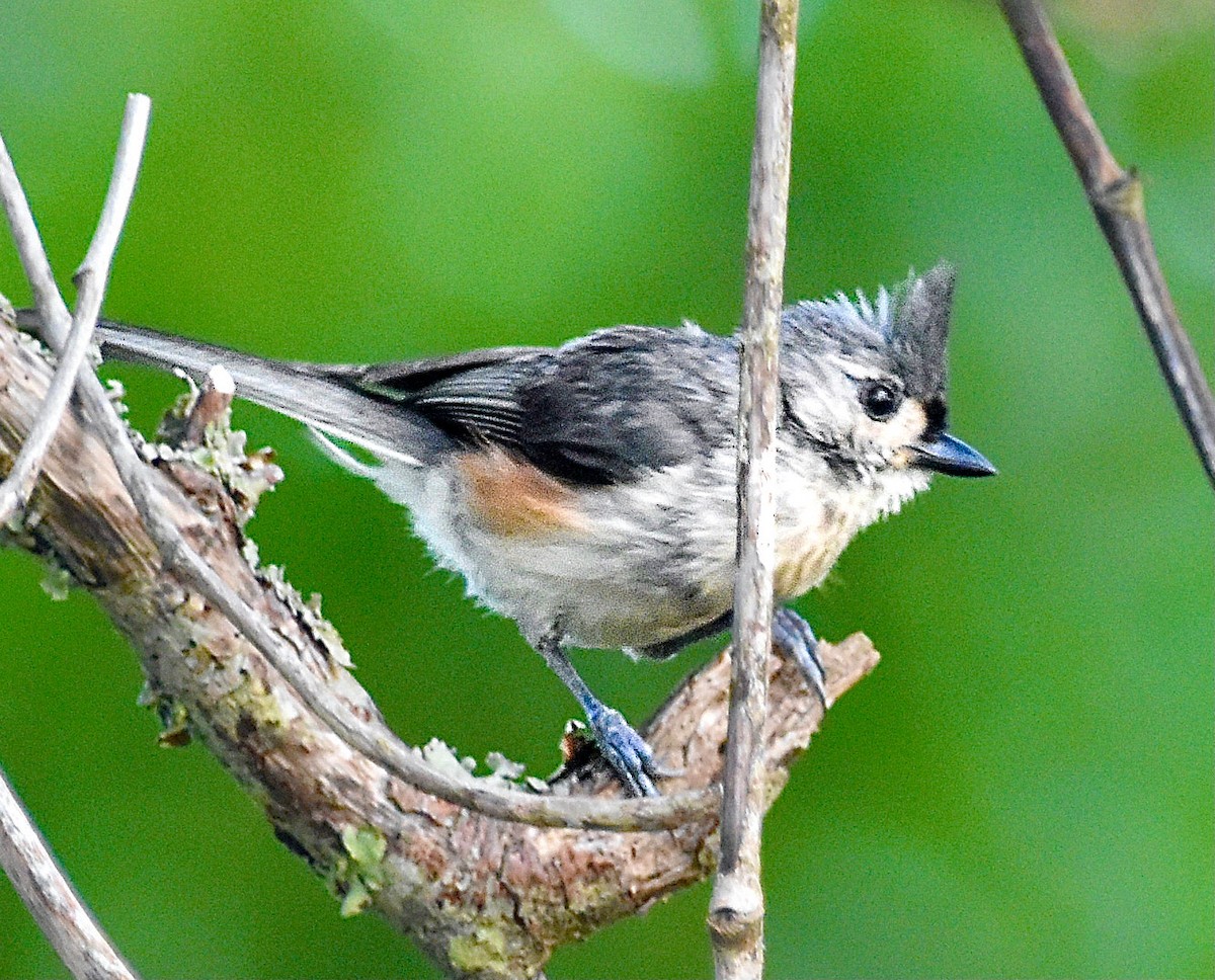 Tufted Titmouse - ML620387441