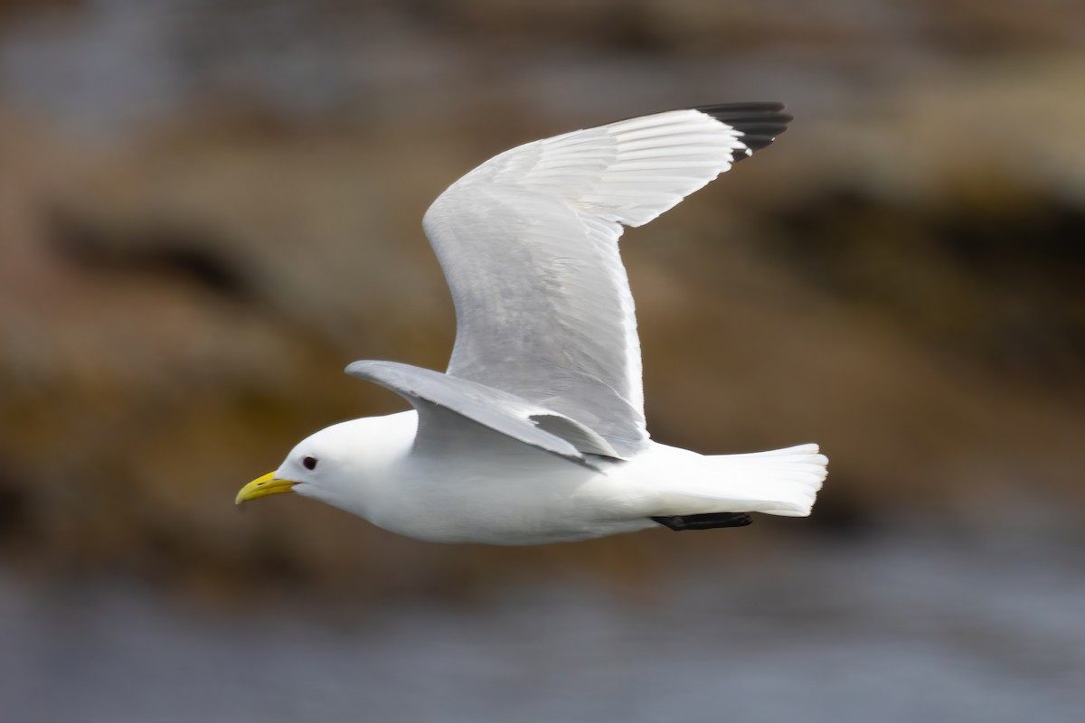 Black-legged Kittiwake - ML620387446