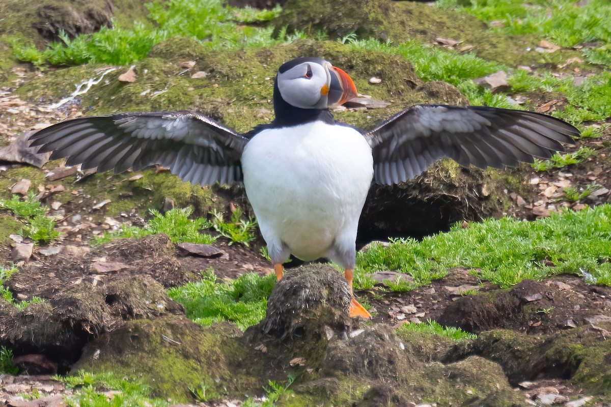 Atlantic Puffin - ML620387453