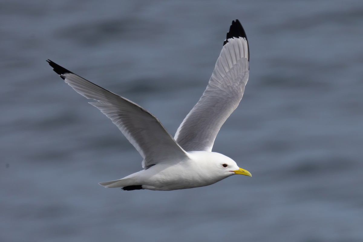 Black-legged Kittiwake - ML620387479