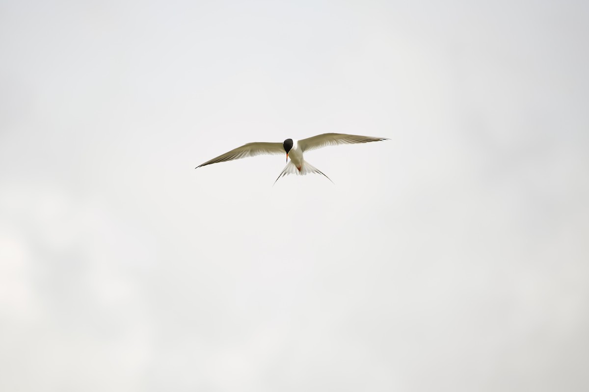 Forster's Tern - ML620387481