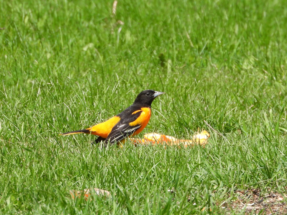 Oriole de Baltimore - ML620387482