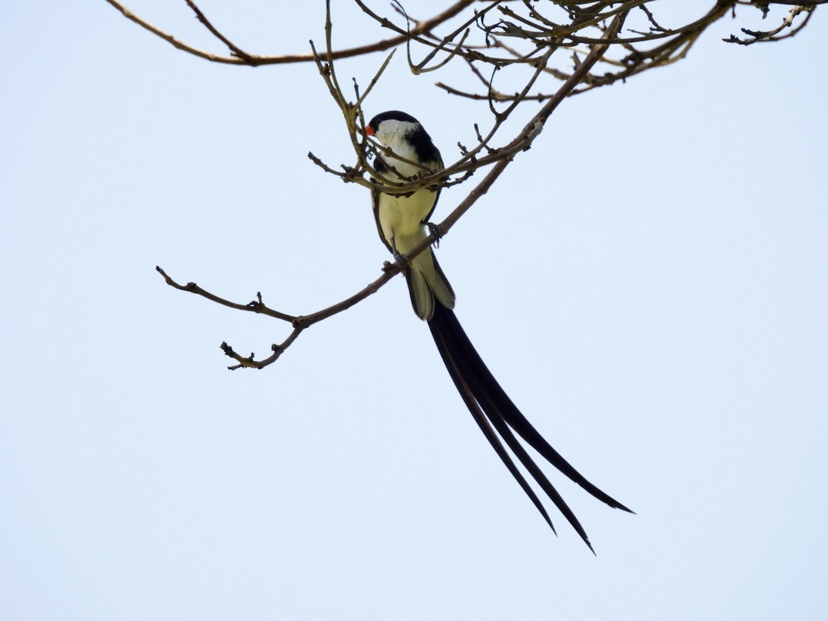 Pin-tailed Whydah - ML620387493