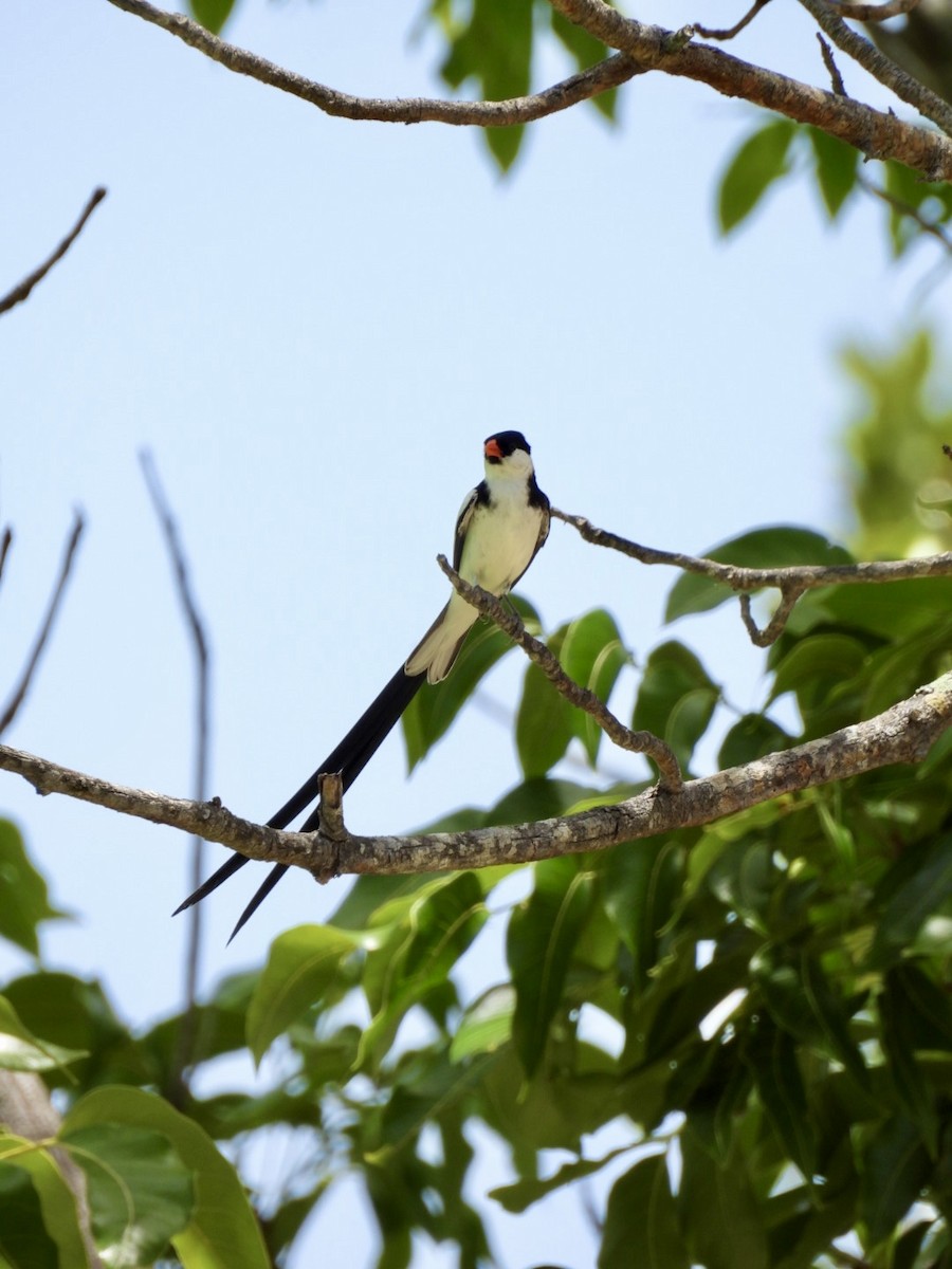 Pin-tailed Whydah - ML620387494