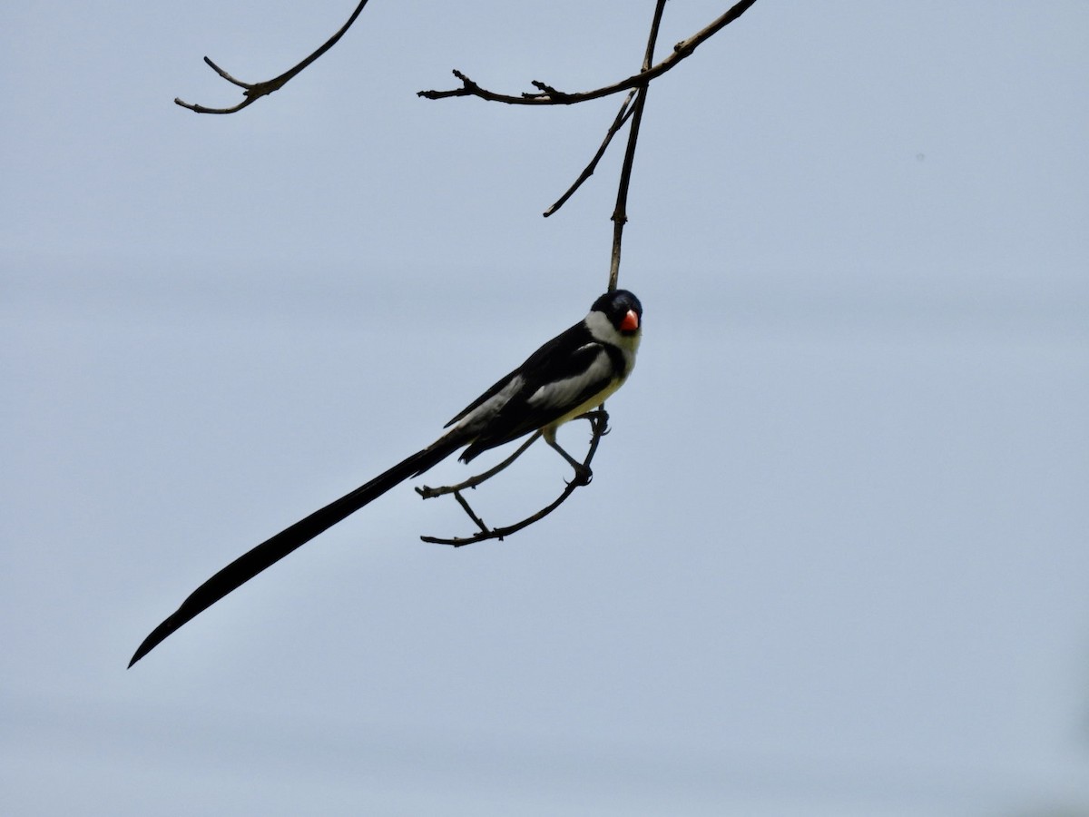 Pin-tailed Whydah - ML620387495