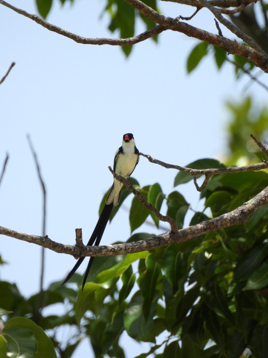 Pin-tailed Whydah - ML620387496