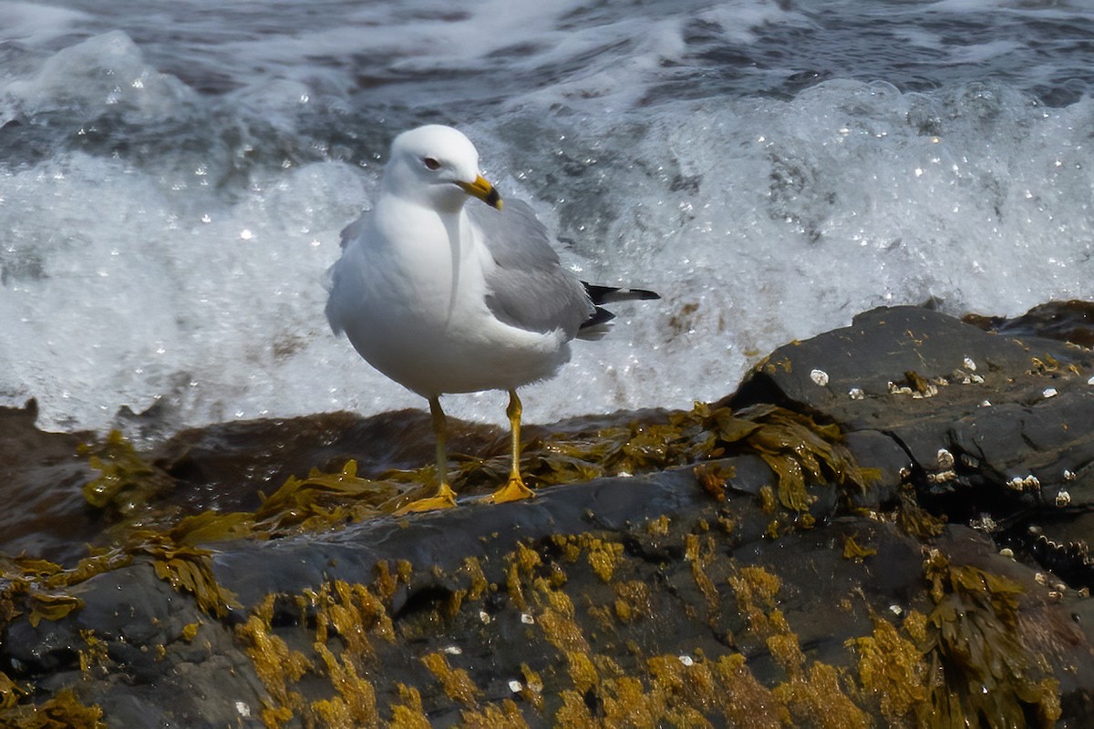 Ring-billed Gull - ML620387498