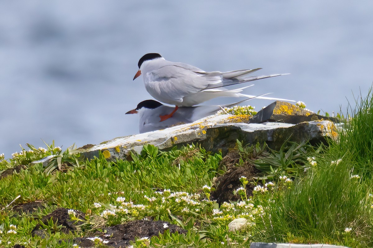 Common Tern - ML620387502