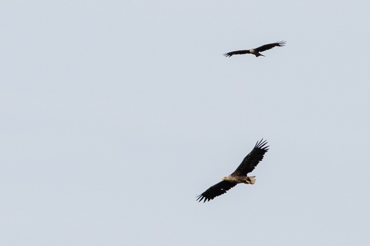 White-tailed Eagle - ML620387510