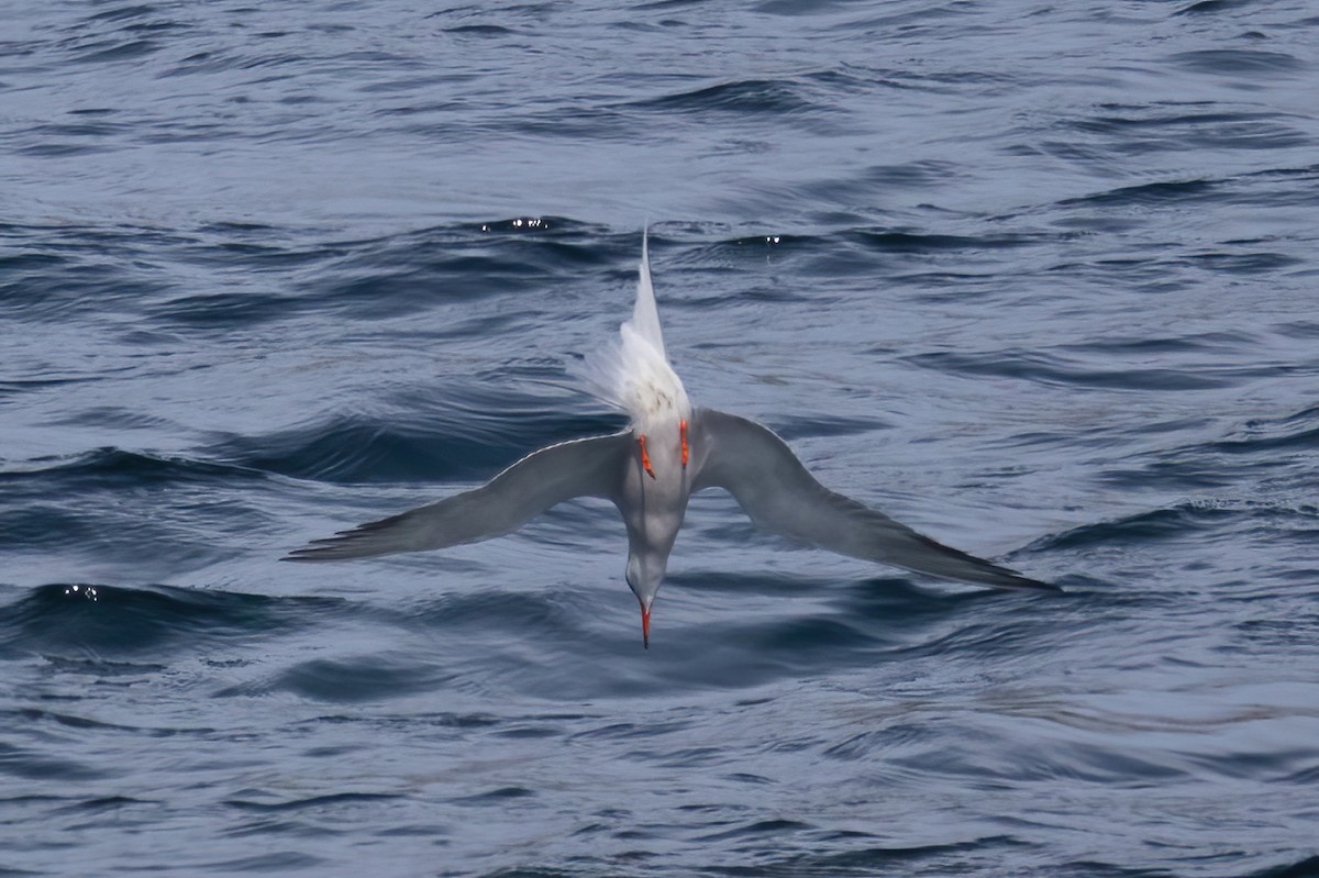 Common Tern - Mitch (Michel) Doucet