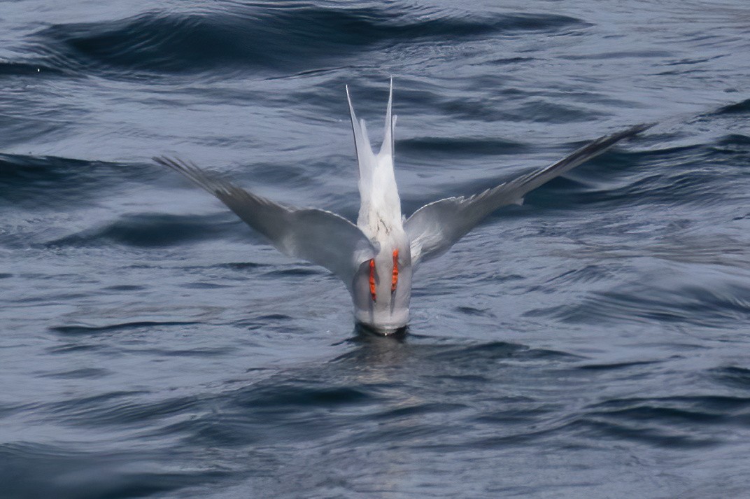 Common Tern - ML620387515