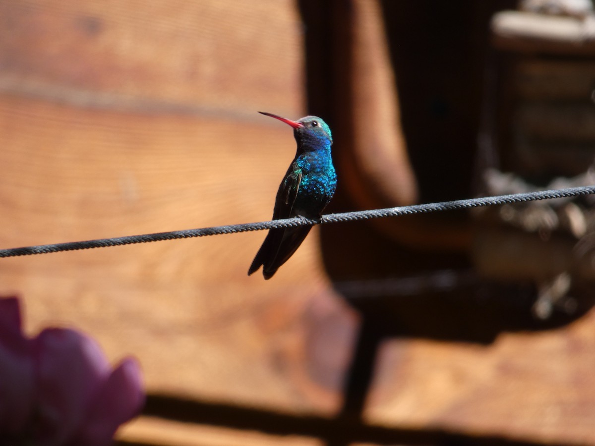 kolibřík širokozobý - ML620387521