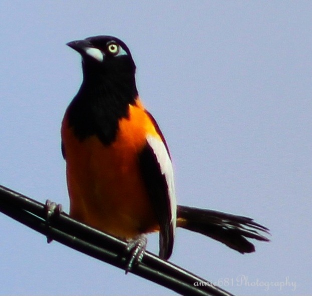 Venezuelan Troupial - ML620387527