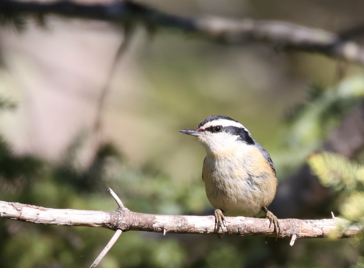 Red-breasted Nuthatch - ML620387531