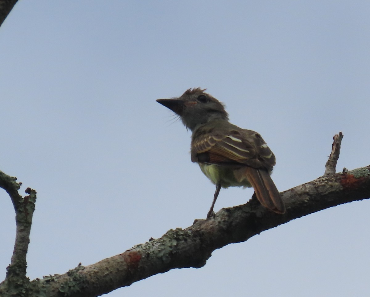 Great Crested Flycatcher - ML620387544
