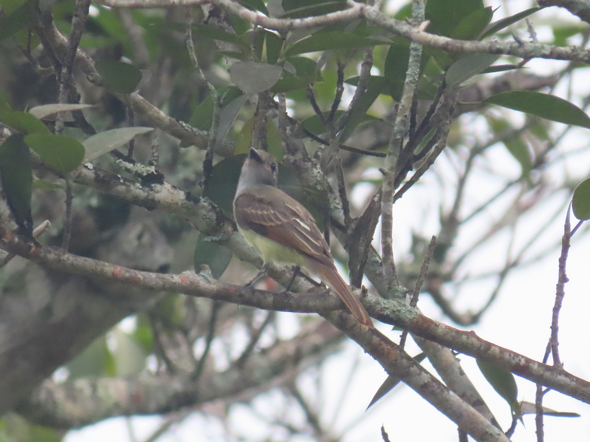 Great Crested Flycatcher - ML620387545