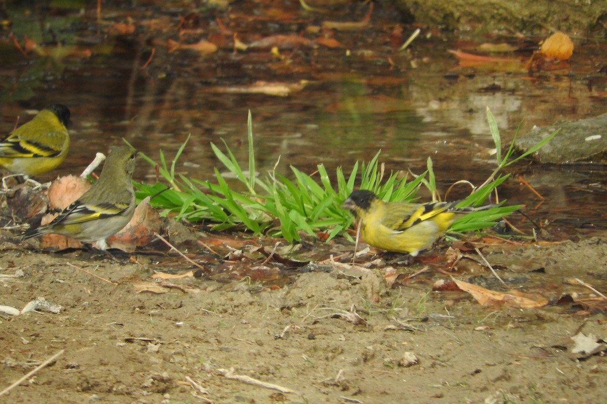 Hooded Siskin - ML620387557