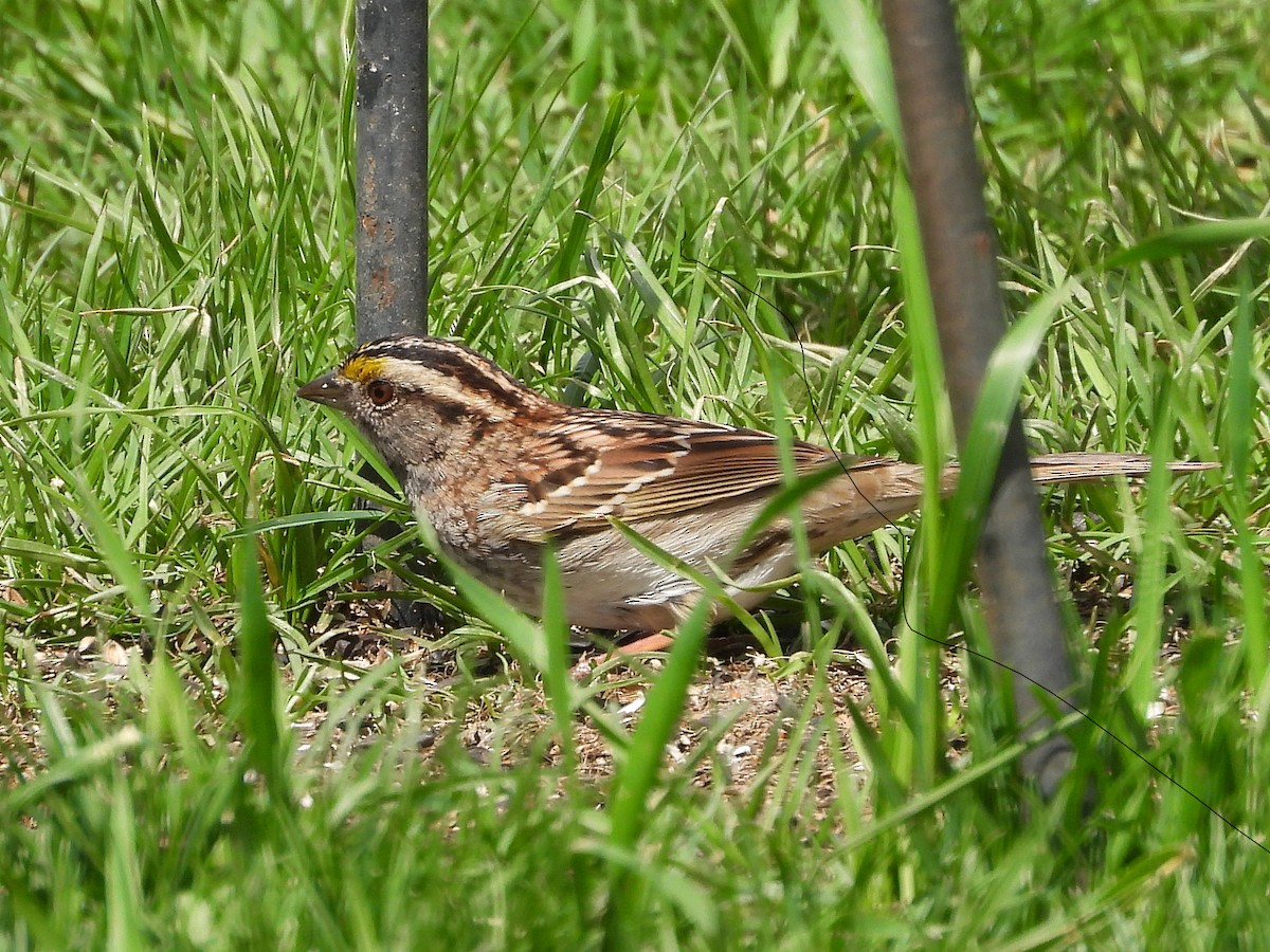 White-throated Sparrow - ML620387559