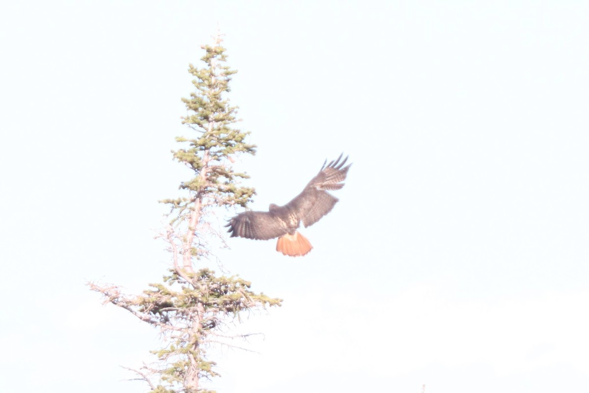 Red-tailed Hawk - ML620387560