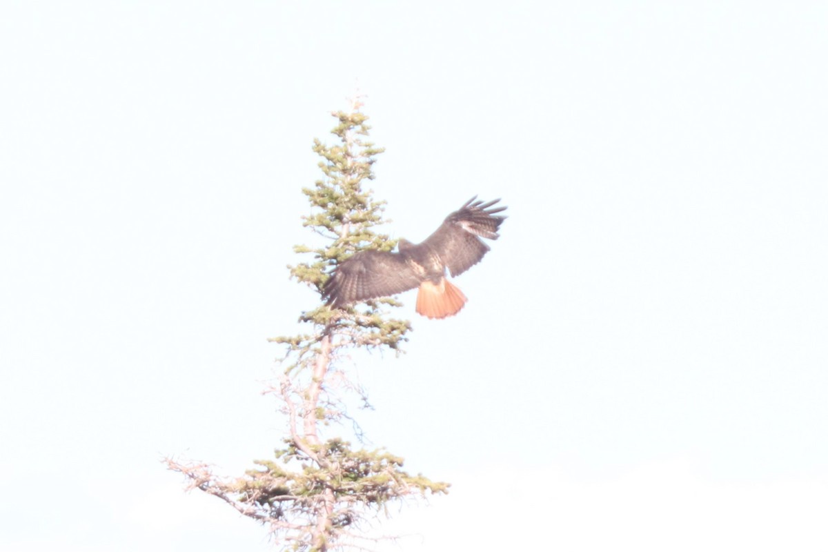 Red-tailed Hawk - ML620387563