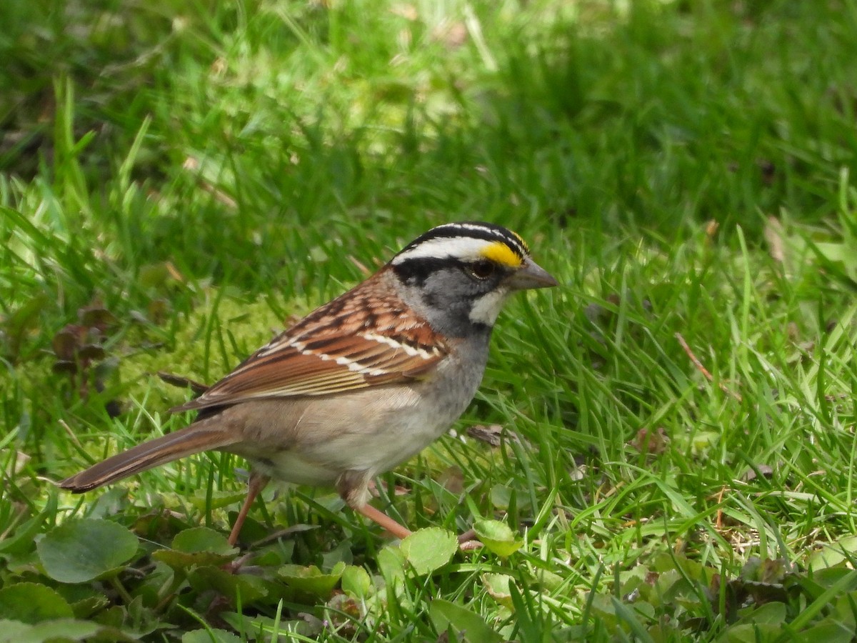 White-throated Sparrow - ML620387564