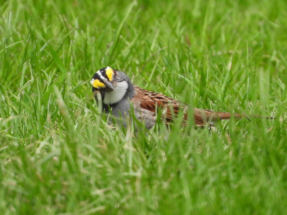 White-throated Sparrow - ML620387566