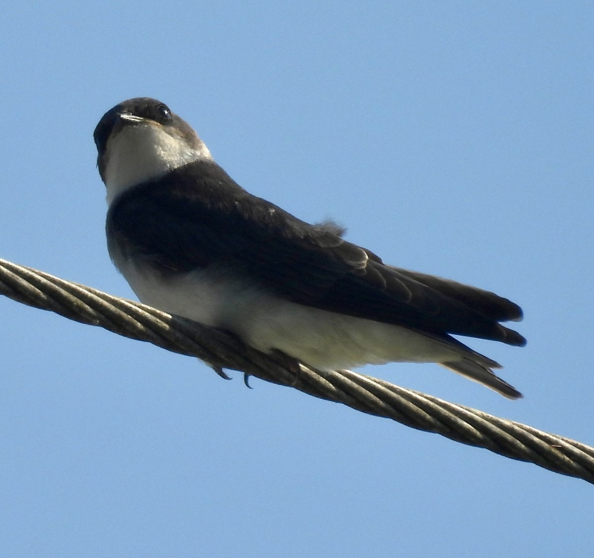 Tree Swallow - ML620387574