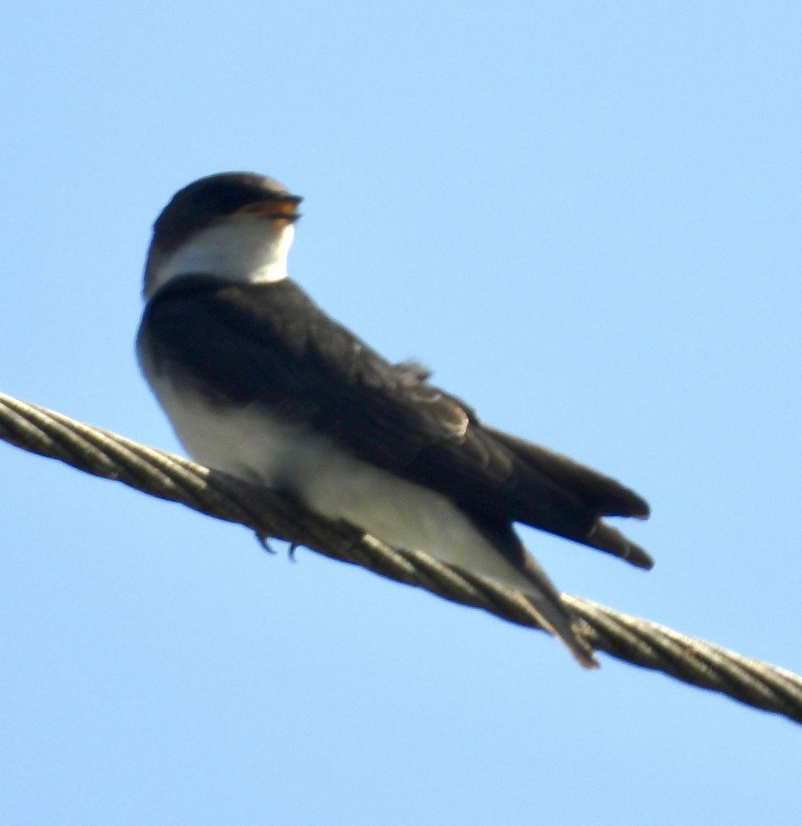 Tree Swallow - ML620387575