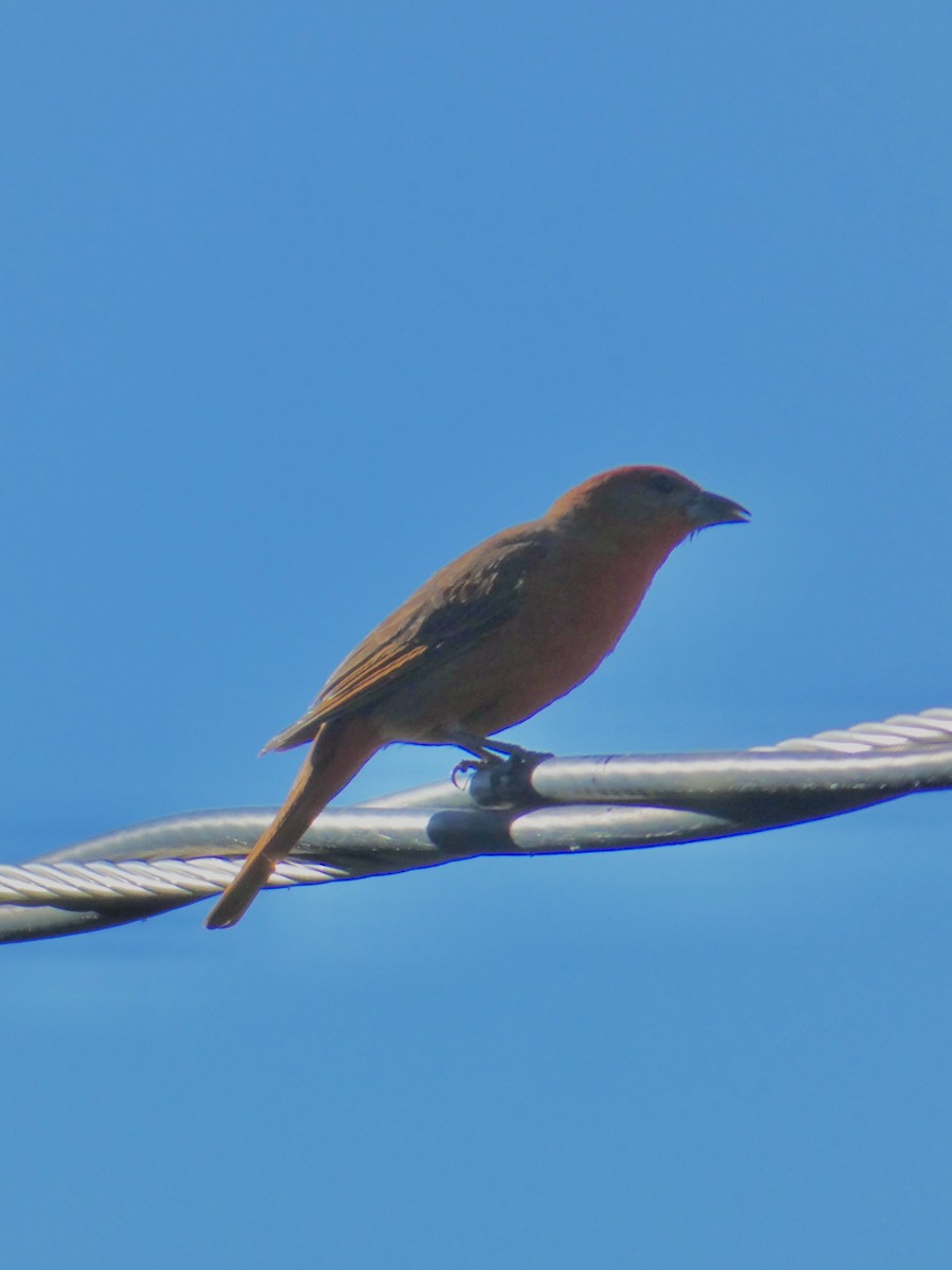 Hepatic Tanager - ML620387601
