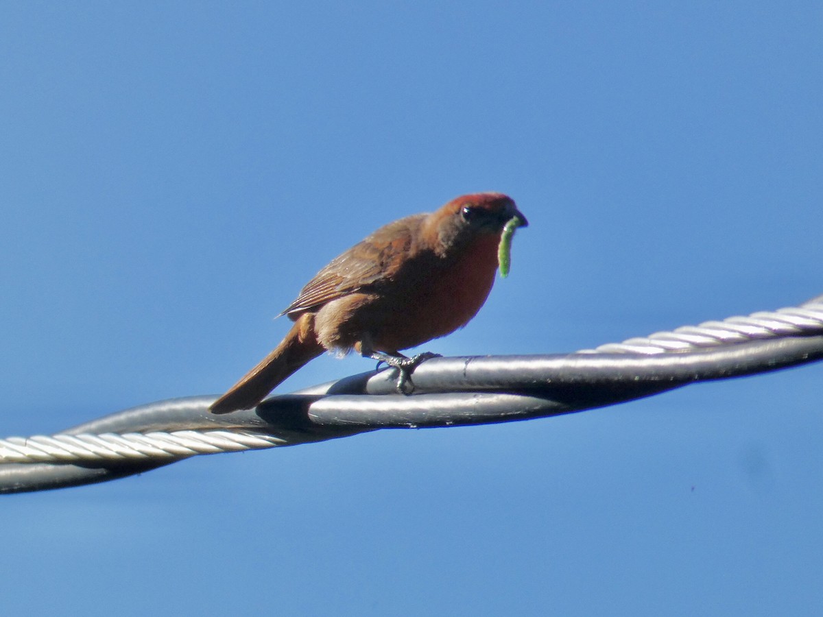 Hepatic Tanager - ML620387602