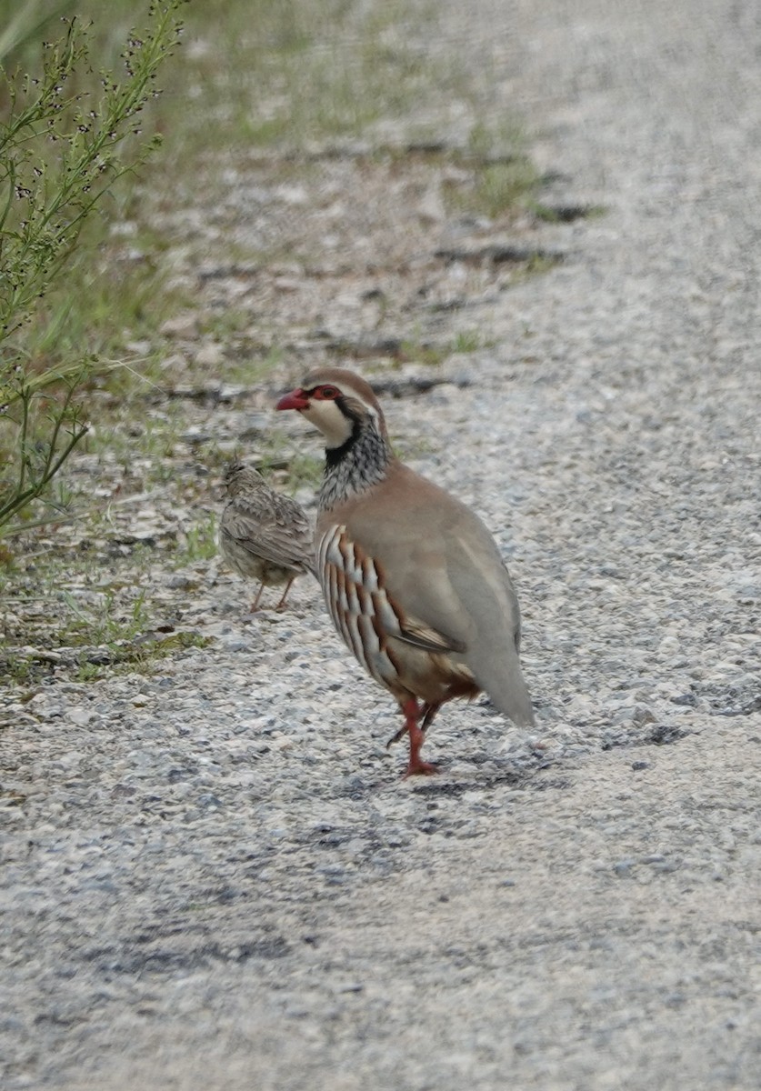 Red-legged Partridge - ML620387604