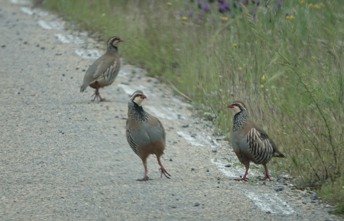 Red-legged Partridge - ML620387608