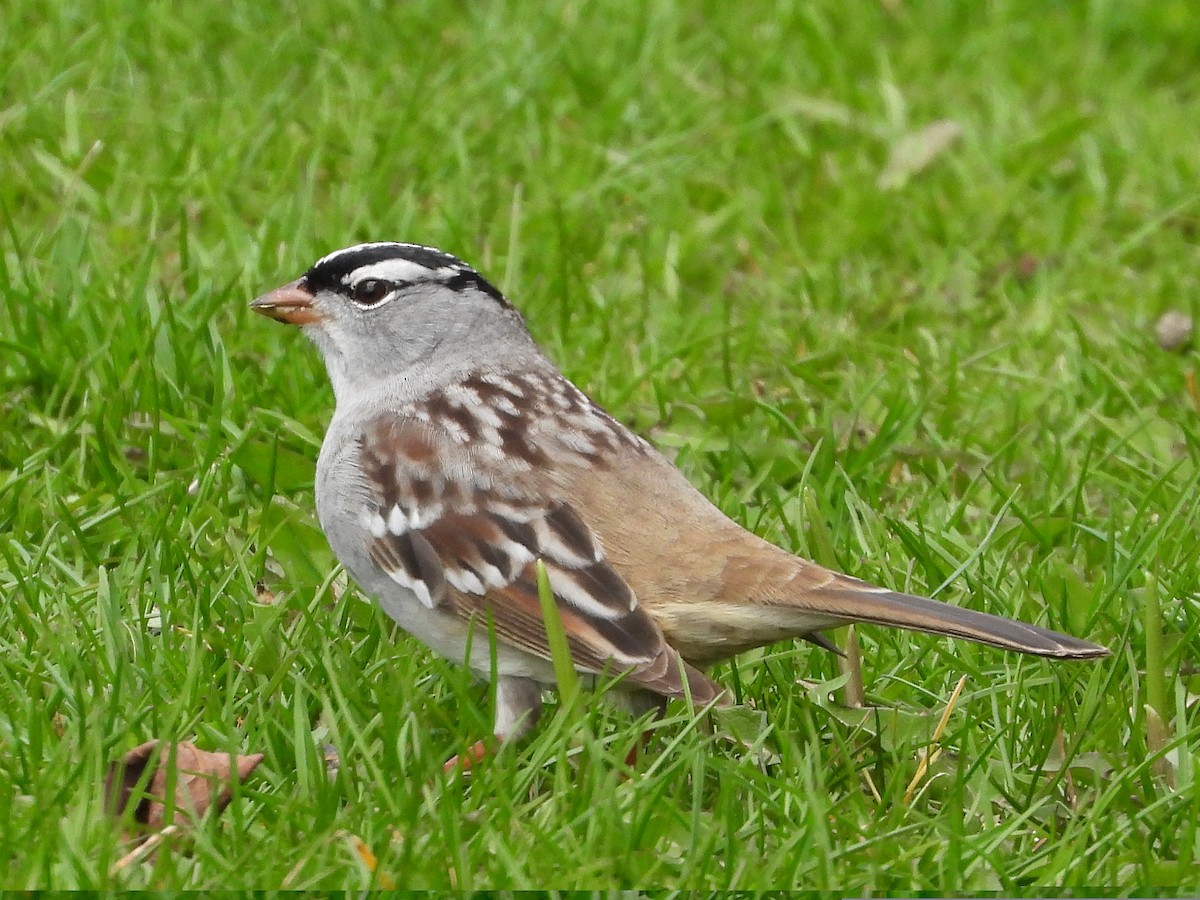 White-crowned Sparrow - ML620387609