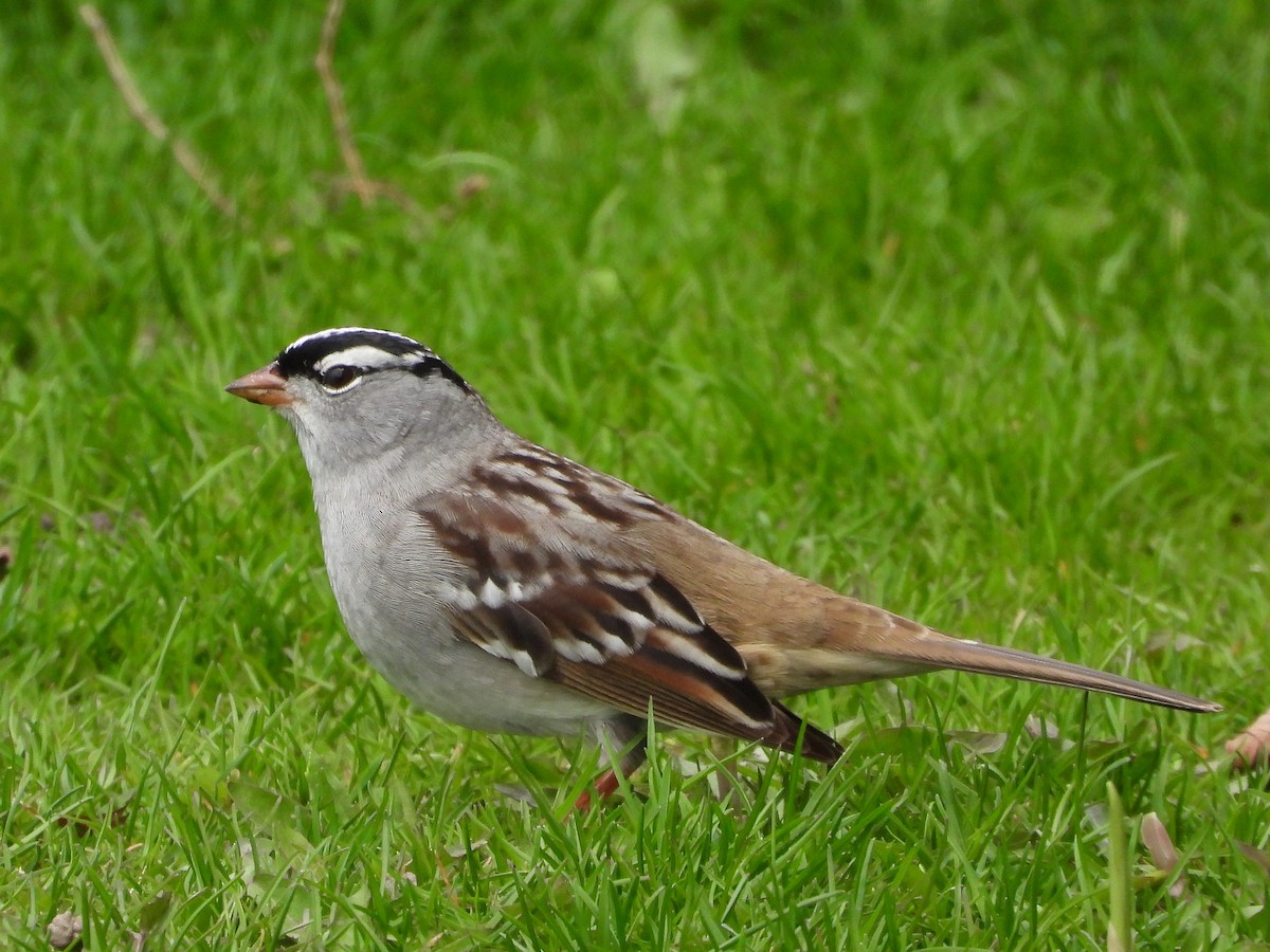 White-crowned Sparrow - ML620387610