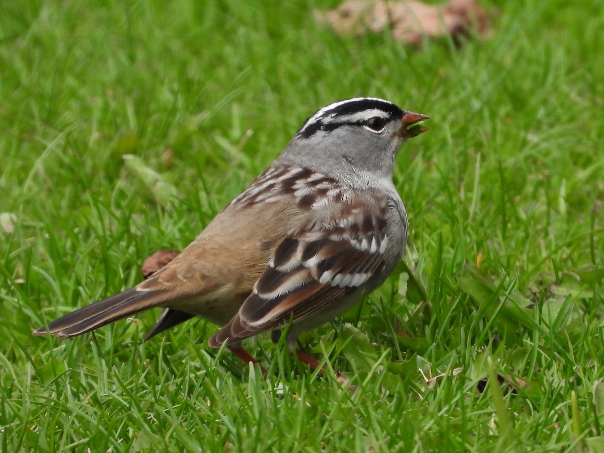 White-crowned Sparrow - ML620387611