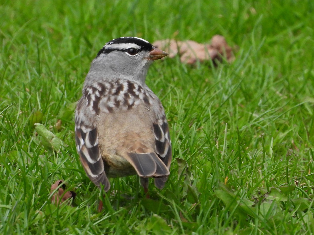 White-crowned Sparrow - ML620387612
